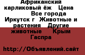 Африканский карликовый ёж › Цена ­ 6 000 - Все города, Иркутск г. Животные и растения » Другие животные   . Крым,Гаспра